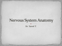 11. ns.ppt